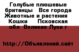 Голубые плюшевые британцы - Все города Животные и растения » Кошки   . Псковская обл.,Великие Луки г.